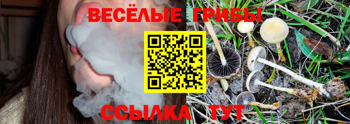 Псилоцибиновые грибы Cubensis Нижнеудинск